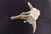 藏品(鯨魚大骨頭)的圖片